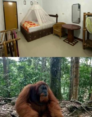 Bukit Lawang Cabin | Brown Bamboo Guest house & jungle trekking orang-utan