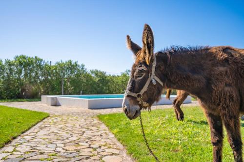 Barracao House | Burro Ville by Host Wise