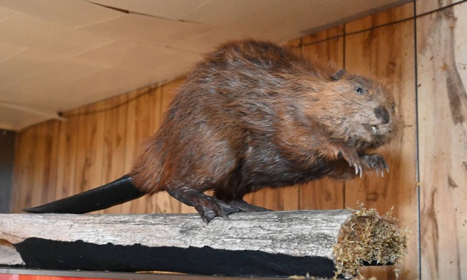 Big Falls House | Bushy Beaver Bar
