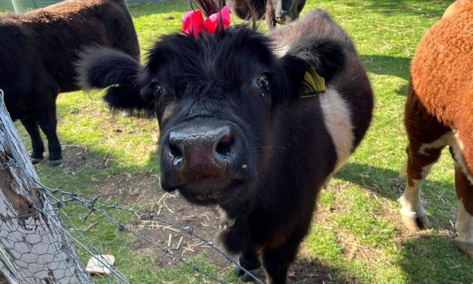 Broadwater House | Butterbox Farm