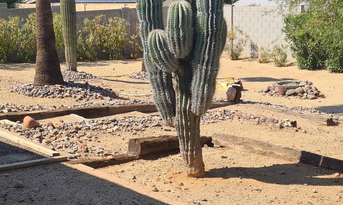 Paradise Valley Village House | Calm saguaro cacti house with palms and oleanders, chirping quails.