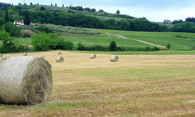 San Casciano in Val di Pesa Apartment | Casale le Lame: CANAIOLO