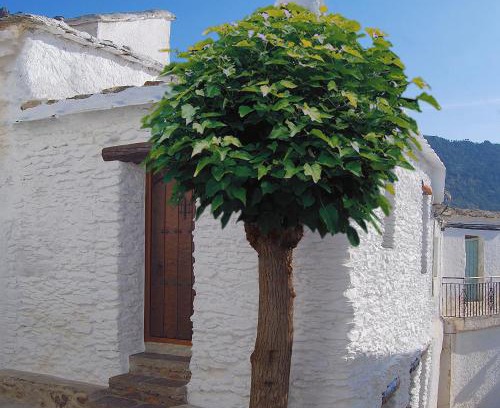 Bubion House | Casa El Rincón del Ángel