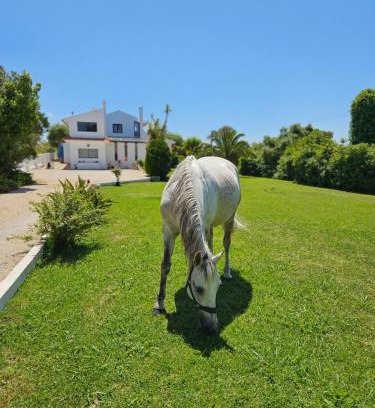 Sao Joao das Lampas Villa | Casa Seahorses b