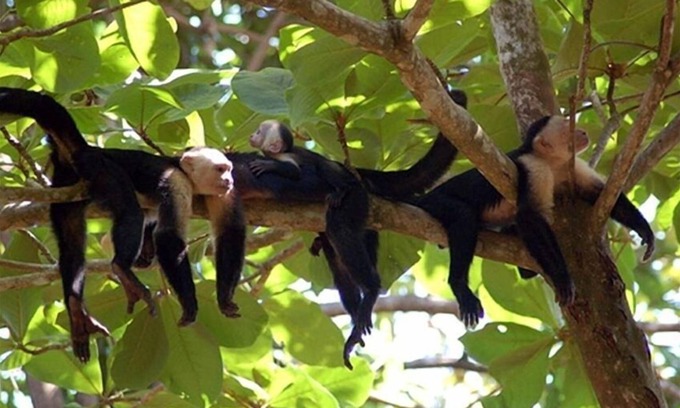 Limon House | Casa Tres Monos- Stunning Garden/Beach Wildlife Viewing