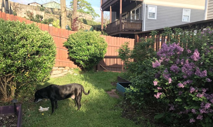 Summerhill House | Cute Summerhill Home with Lots of Light and fenced yard.