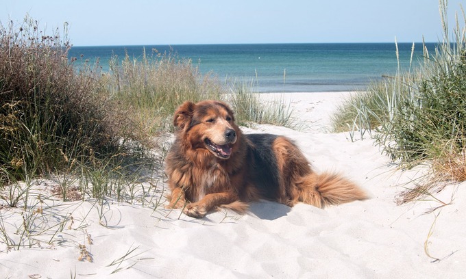 Stahlbrode House | Vacation home for 4 guests with 55m² in Sundhagen OT Stahlbrode - Baltic Sea (146844)