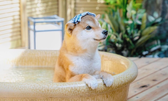 Hakone House | Dog run and openair bath for dogs included Natu/Ashigarashimo-gun Kanagawa