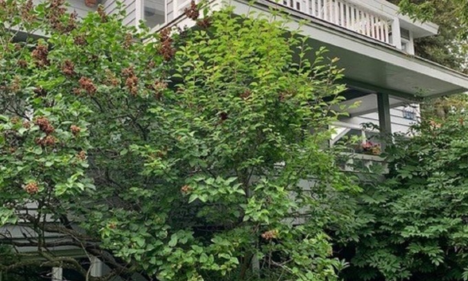 South Addition Bed & Breakfast | Downtown Historic Former "Judge's Study" Studio by Ocean