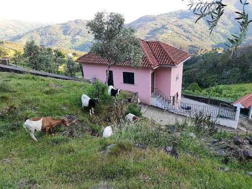 Castro Daire House | Ecorustics stay - Casa Ester