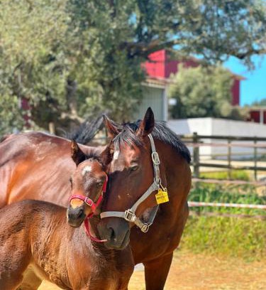 Seferihisar Bed & Breakfast | Emirsoy Harası