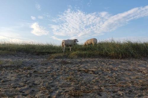 Wangerland Apartment | Erholung auf der Deichschäferei mit Deichblick