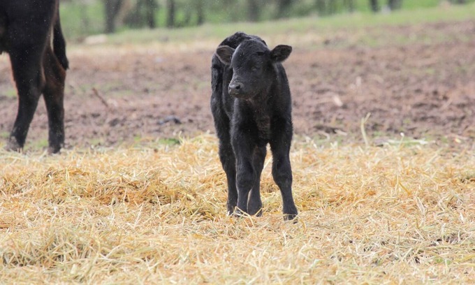 Mount Bolton Other | Farm stay right at Mount Bolton, with grazing Cattle and Sheep, near Ballarat.