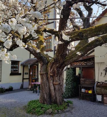 Offheim Apartment | Ferienwohnung Zum-alten-Kirschbaum
