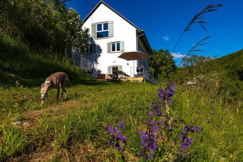 Gerabronn House | Freistehendes Ferienhaus mit Kamin, Sauna, atemberaubenden Blick ins Tal, mehrere Terrassen, 1500qm Grundstück 1,6m hoch eingezäunt