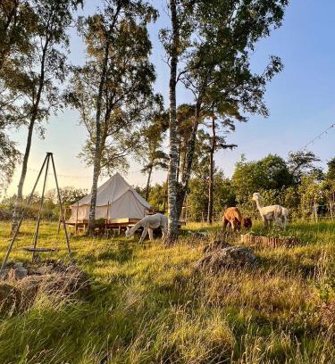 Laholm Municipality Other | Glamping med alpackor