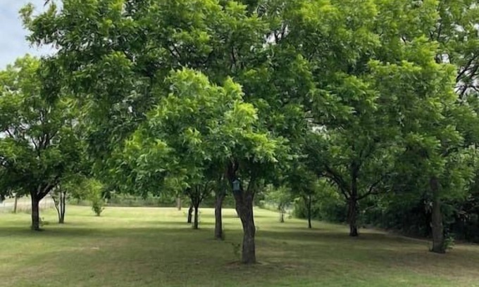 Graham House | Graham Pet Friendly Route 66 @ The Mistletoe Farm