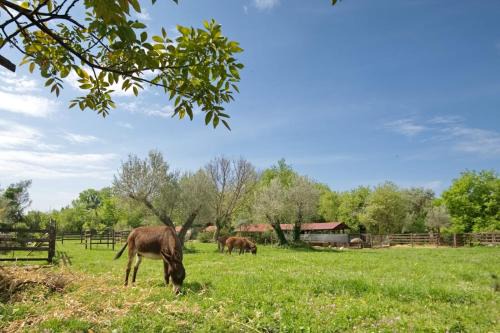Radanovici Apartment | Green Ranch Stara Maslina