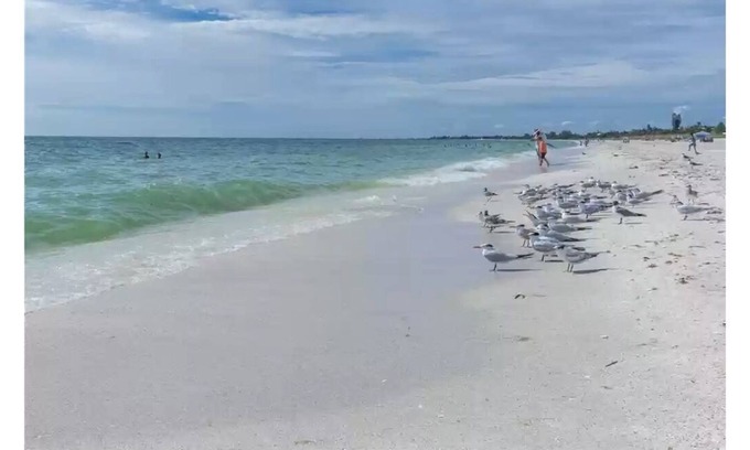 Osprey Condo | Gulf breezes in 2 bedroom tropical oasis - 10 min from beach!