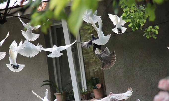 Sanahin Bed & Breakfast | Hayk B&B (in Sanahin)