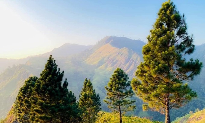 Walapane Cabin | Hilltop Heaven Cabanas