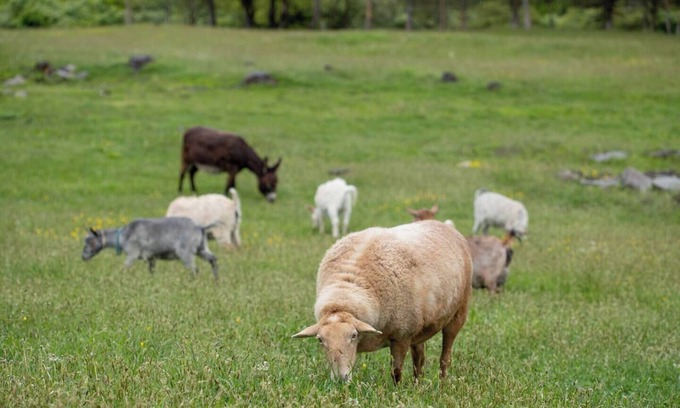Hyde Park Apartment | Hudson Valley Farm Getaway- West/Llama Lover Lane