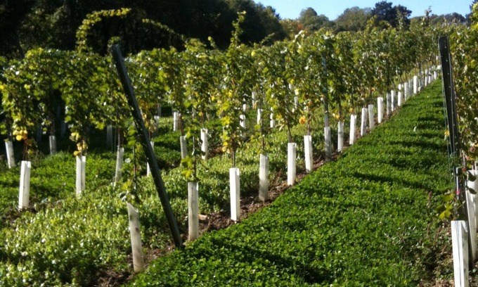 Grinzing Apartment | Idyllic garden apartment in a townhouse in the middle of the vineyards