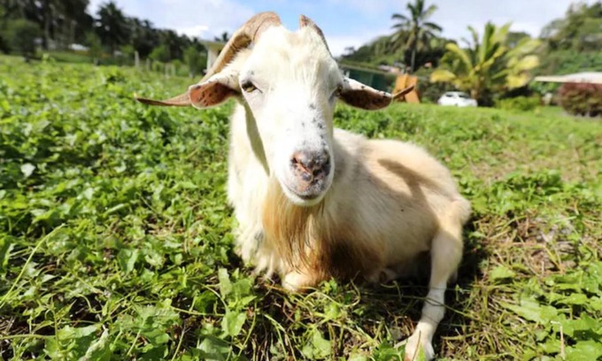 Matavera House | JO's Farmstay-charming holiday farm close to famous Muri Beach