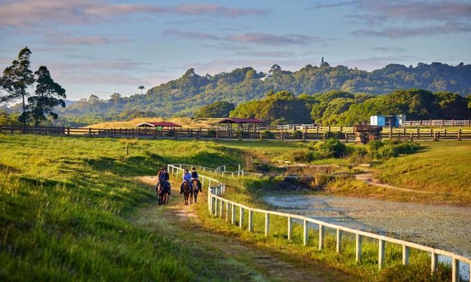 Kuranda Other | KUR-Cow farm escape 35 minutes from Cairns