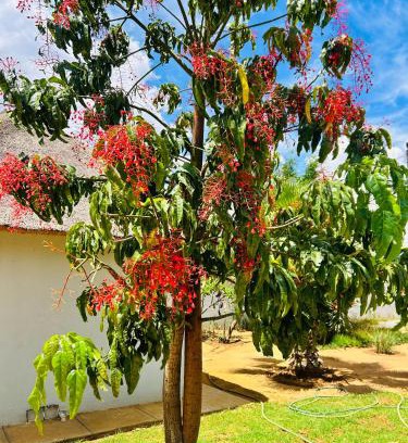 Moses Kotane House | kwamapulaneng guest house