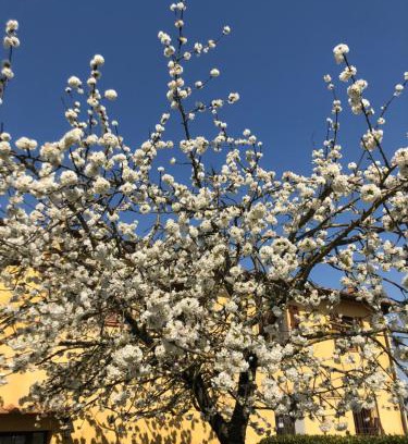 Montespertoli House | La Loggia del Ciliegio