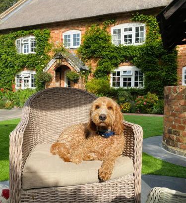 New Forest District House | Little Woodside a beautiful New Forest self contained private luxury annexe