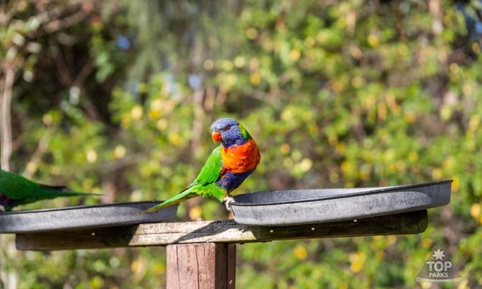 Arrawarra Resort | Lorikeet Holiday Park