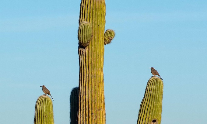 Saguaro Miraflores House | Lovely Desert Retreat w/Hot Tub,Garden, 4 Br, Privacy, 10 mins Downtown