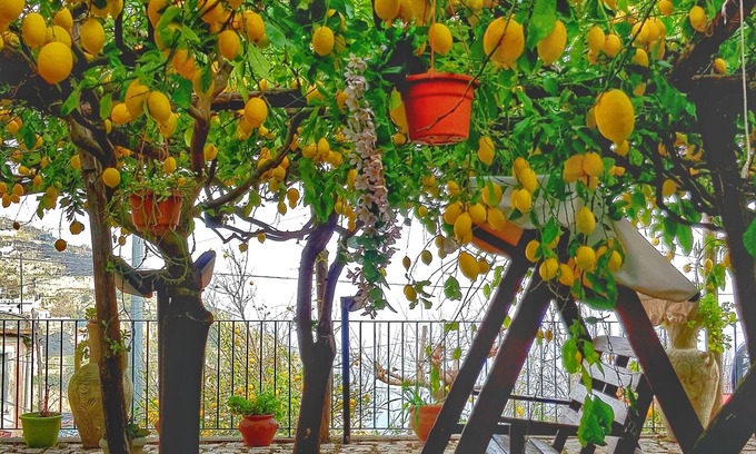 Minori Villa | Lulu's Lemon Grove, vacation among the lemons!