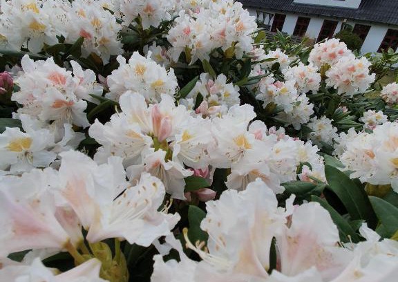 Faaborg Bed & Breakfast | Lysbjerg