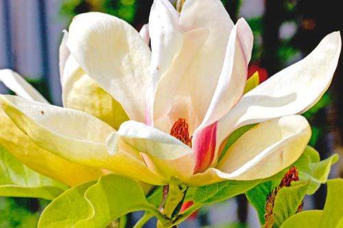 Blenheim Bed & Breakfast | Magnolia House