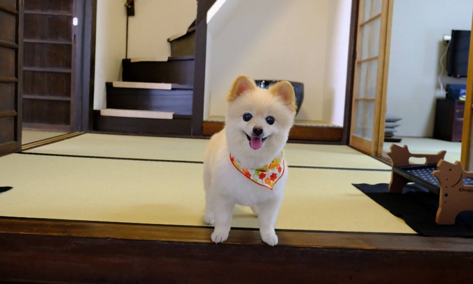 Nakagyo Ward House | Mibu Dodan | Stay without meals Rent a whole Kyo / Kyoto Kyōto