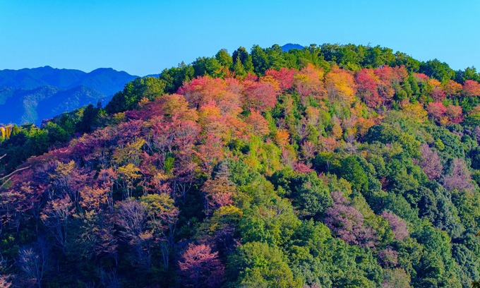 Yoshino House | Miyoshino Sakuraan