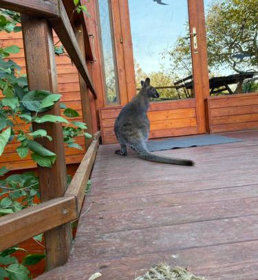 Urom House | Mohatetős Lombház