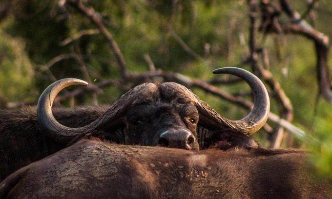Pongola Cabin | Mpeti Lodge