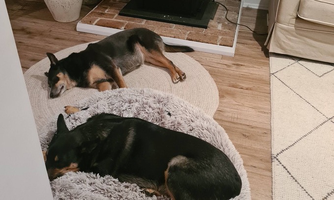 Moss Vale House | Must Love Dogs! Time to Paws in Moss Vale.