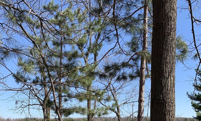 Pine City Cabin | Newly Updated Cabin On Cross Lake