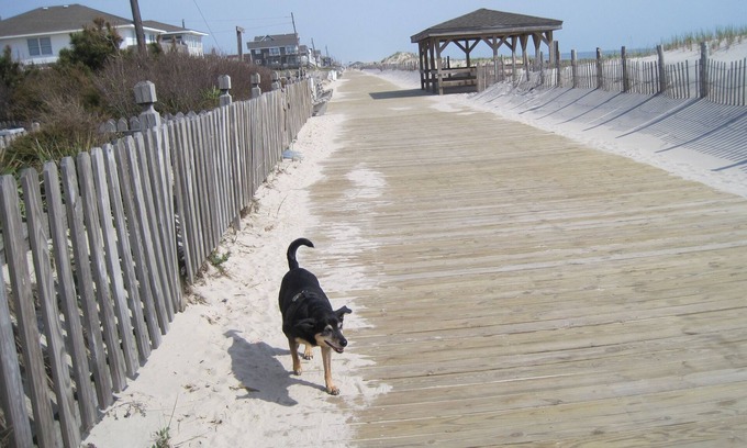 Ortley Beach House | Oceanfront Oceanview Duplex on the Boardwalk (2 Units available)