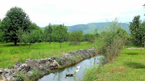 Gabala Villa | Old oak under the Mountain.