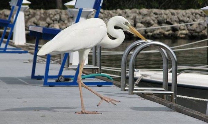 Key Largo Condo | Paradise in the Florida Keys at our Moon Bay Condo