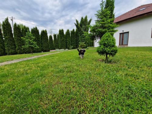 Izvoru House | Pensiunea Bradu