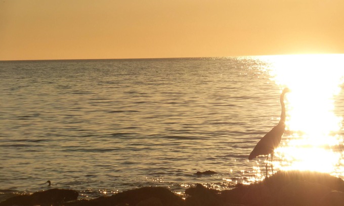 Sarasota Apartment | PERFECT LOCATION STEPS TO LIDO BEACH