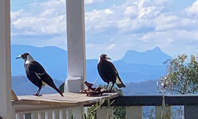 Mallanganee Cabin | Pindari Cottage, Top of the Range