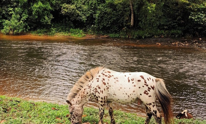 Mambucaba Other | Private farm just for you! Paraty, Angra dos Reis, Brazil.